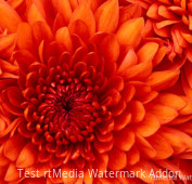 Chrysanthemum