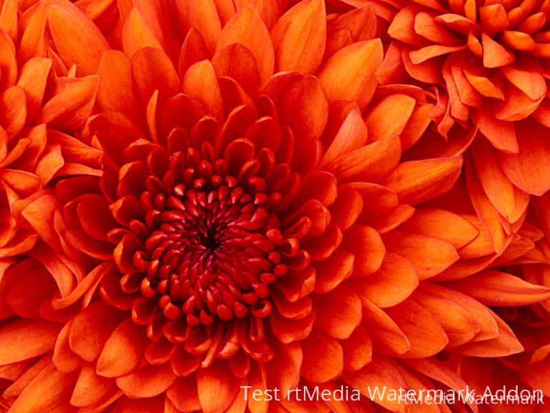 chrysanthemum